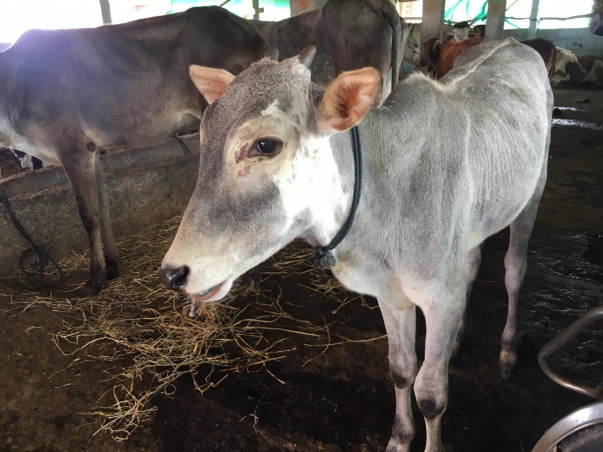 Adopt a Cow at Dhatri Godham