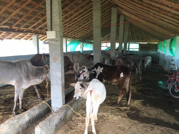 Adopt a Cow at Dhatri Godham