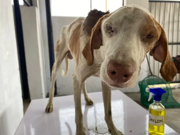 Help us build a shelter for our rescues