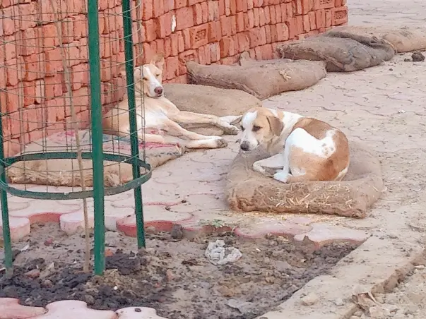 Funding food for stray dogs daily feeding