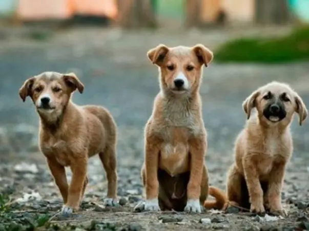 Care, they need and Love, they deserve