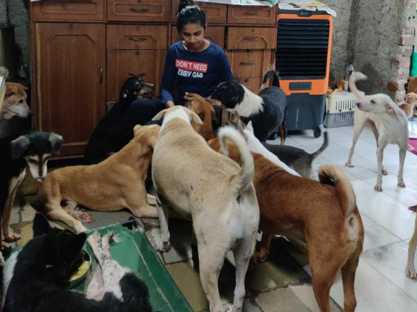 Aman's Animal Rehabilitation Foundation