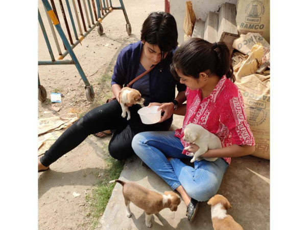 Donate for the strays- Treat,Vaccinate,Sterilize & Feed a Bagheera