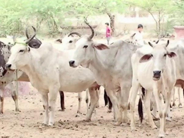 Help us to Save Gaushala ( Shed for cows)