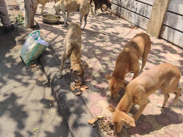 Aman's Animal Rehabilitation Foundation