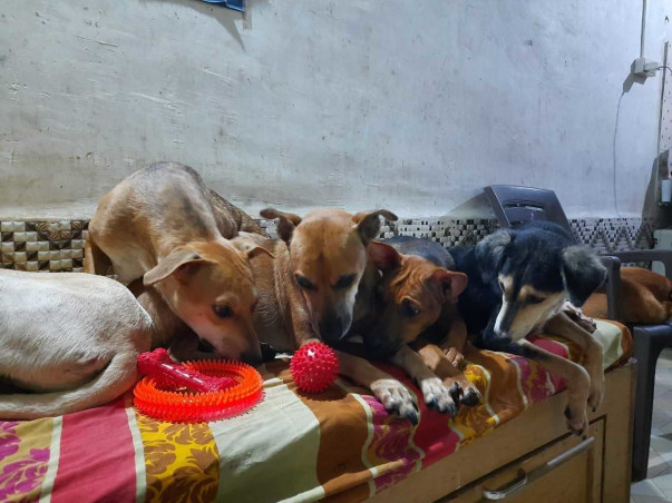 Aman's Animal Rehabilitation Foundation