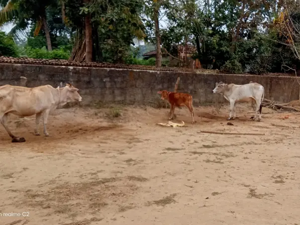 To help animals