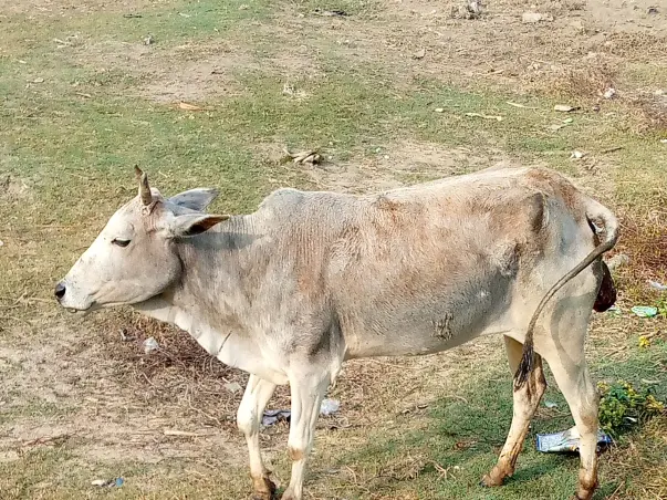Help Us To Build A Goushala