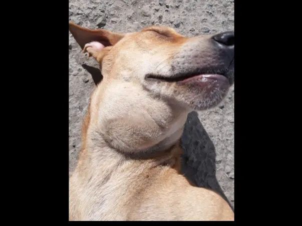 Help Choti, Suffering From Lymphadenitis