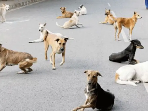 Help Dogs