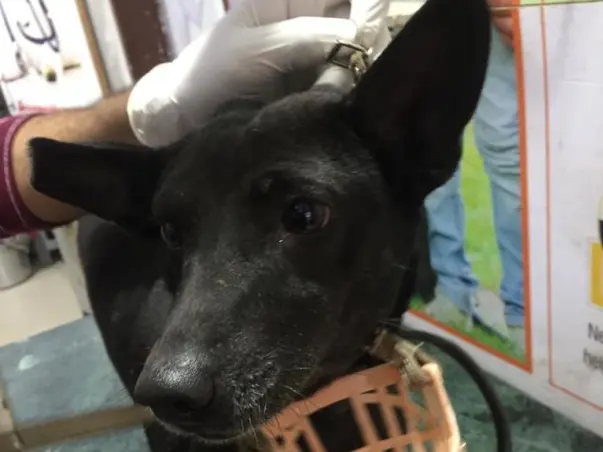 Sonia's Tail Amputation