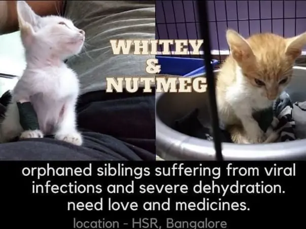 Please Save Whitey and Nutmeg