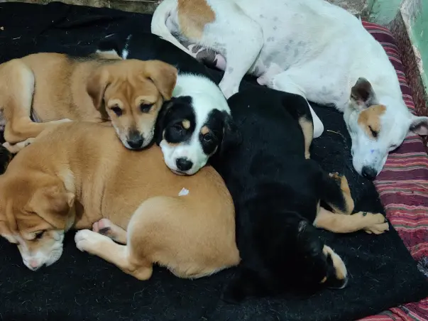 Help Sonali Feed & Treat 250+ Stray Animals Under Her Care