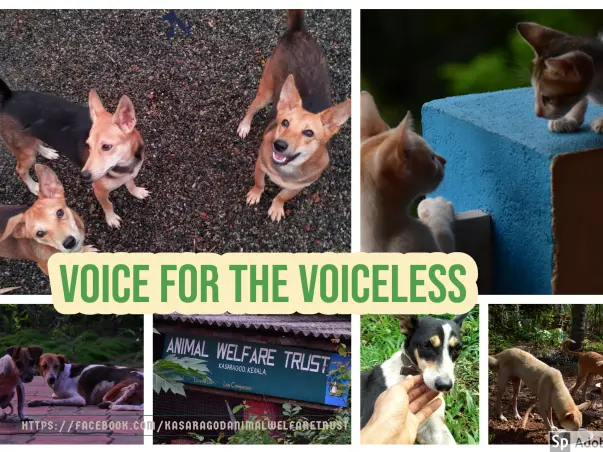 Help KAWT to purchase an Animal Ambulance