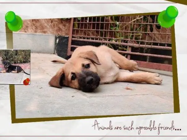 Help The Safe House Shelter The Stray Ones