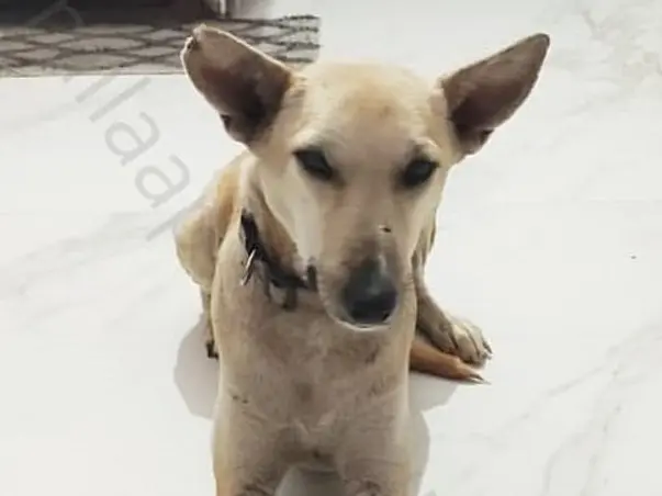 Help A Special Needs Dog Reach Her Forever Home