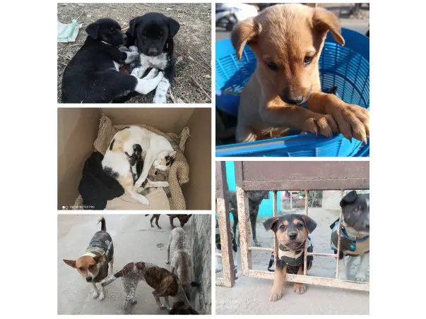 Help Manisha To Feed And Take Care Of Stray Animals.