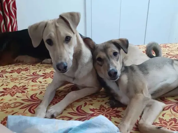 Help Tipsy And Hazel Reach VOSD
