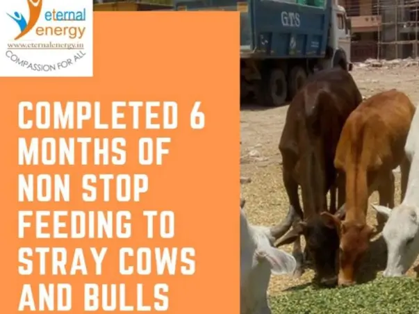 Feeding the Stray Cattle across Noida