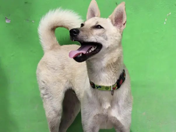 HELP POPEYE AND LILY FLY TO THE US