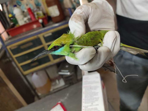 Fundraising Campaign For Karuna Pakshi Tirth (Birds Charity Hospital)