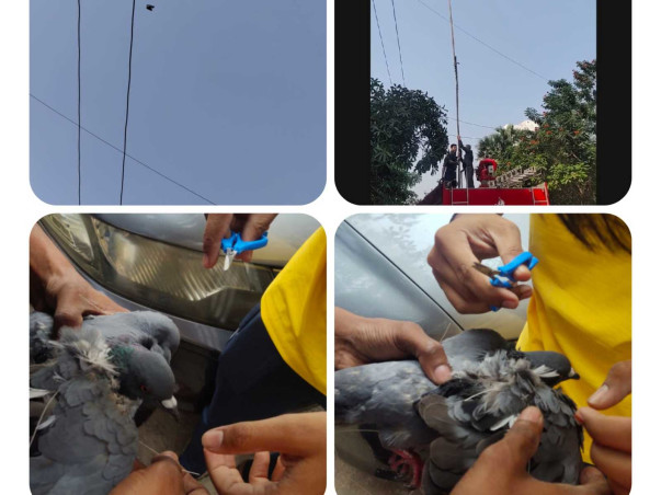 Fundraising Campaign For Karuna Pakshi Tirth (Birds Charity Hospital)
