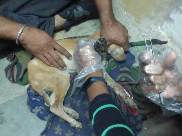Fundraising Campaign For Karuna Pakshi Tirth (Birds Charity Hospital)