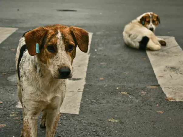 STRAYS NEED YOUR HELP!