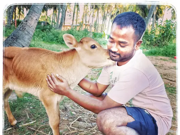 Help For Calfs And Other Animal's