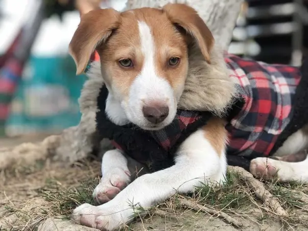 Fly Moon To His Forever Home!