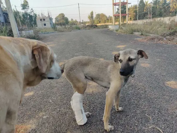 Rescue and sterilizations of dogs outside Bangalore Municipal limits