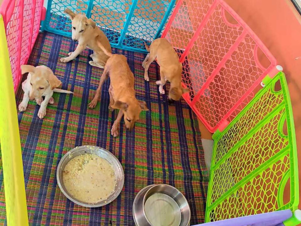 Support People For Animal Organization