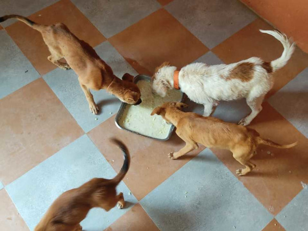 Support People For Animal Organization