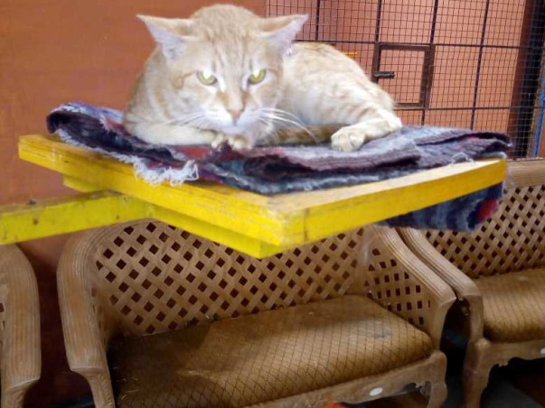 Support People For Animal Organization