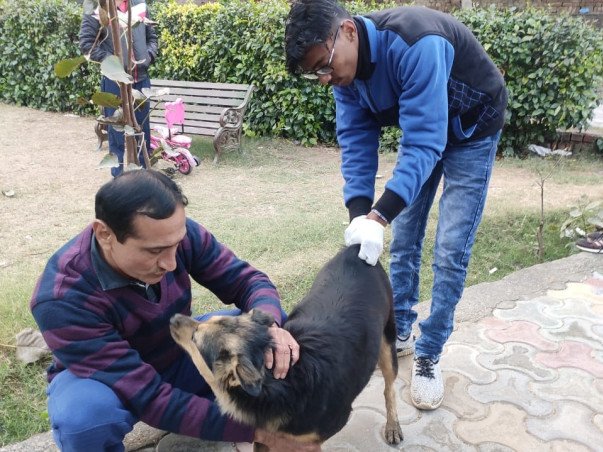 Help Guardian Of Angels To Save Sick, Injured & Disabled Stray Animals