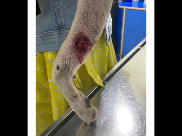 Help Lucy Raise Funds To Fight Accident