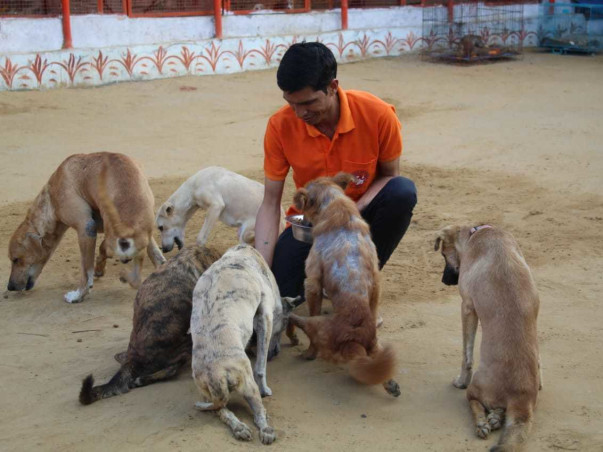 Help Guardian Of Angels To Save Sick, Injured & Disabled Stray Animals