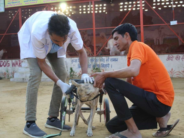 Help Guardian Of Angels To Save Sick, Injured & Disabled Stray Animals