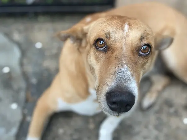 Help Malabica Support The Strays Of Delhi !