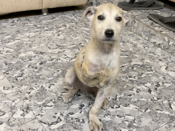 Help Nirbhay Foundation to Build New Shelter and Hospital for Animals