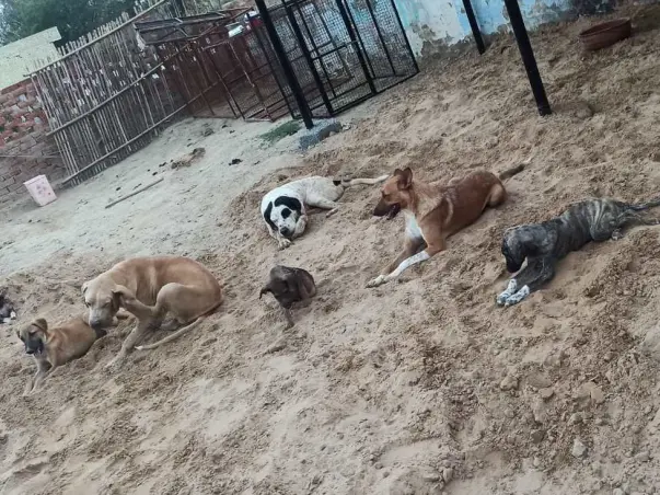 Help Animals From Being Homeless