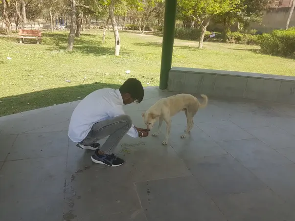 Help Divyan For Streets Pet Shelter