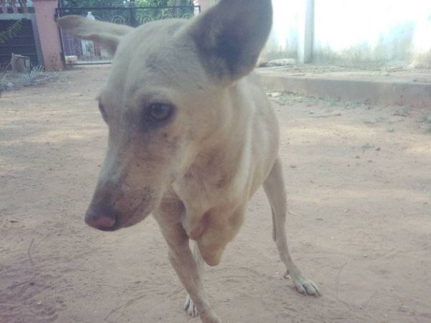 Help Me To Feed And Treat Stray Animals