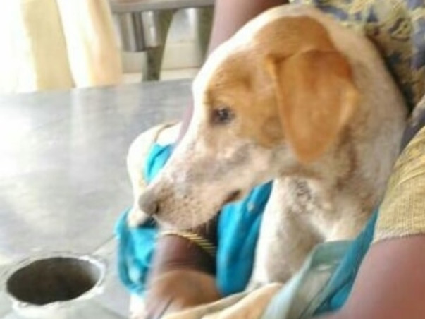 Help Me To Feed And Treat Stray Animals