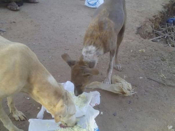 Help Me To Feed And Treat Stray Animals