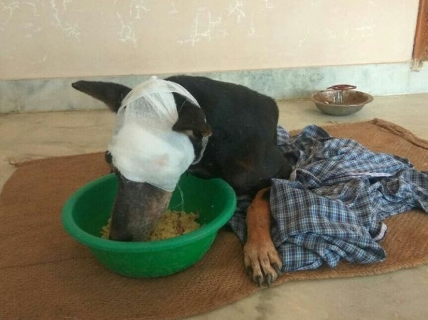 Help Me To Feed And Treat Stray Animals