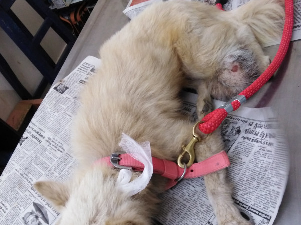 Help Me To Feed And Treat Stray Animals