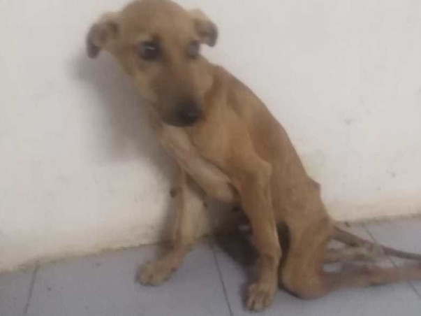 Help Me To Feed And Treat Stray Animals
