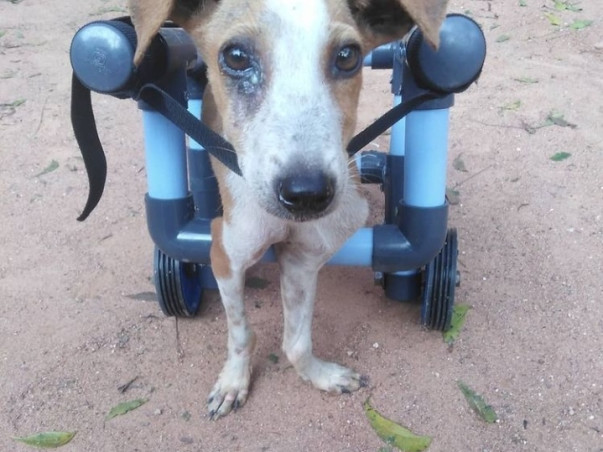 Help Me To Feed And Treat Stray Animals