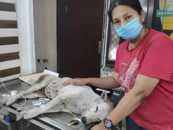 Give Hope, Help And Happiness To The Care Of Animals